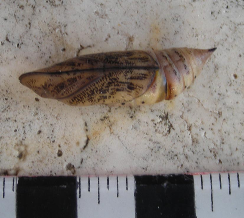 Pupa di Macroglossum stellatarum